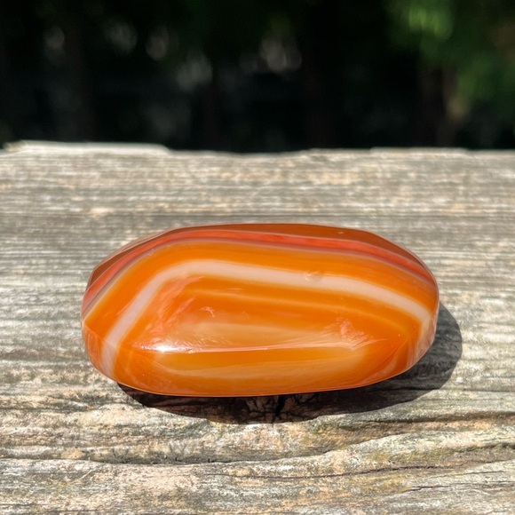 Carnelian Palm - Picture 1 of 6